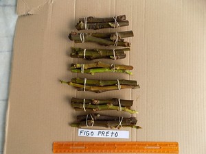 Figo-Preto-3-cuttings-only-not-all-shown