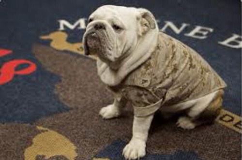 MARINE DEVIL DOG BULLDOG HAT LAPEL VEST PIN UP US MARINES USMC Teufelshunde GIFT - Picture 16 of 24