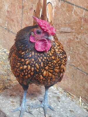 Pure, Bantam, Golden Laced Sebright Hatching Eggs-6 ++