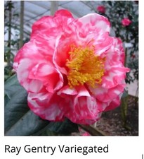 Ray Gentry Variegated Camellia Japonica-starter Plant -gorgeous Bi Color Blooms Ray Gentry Variegated Camellia Japonica-starter Plant -gorgeous Bi Color Blooms