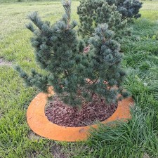 Edelrost Baumring Hochbeet Pflanzring Pflanzkübel kreis rostig wie Cortenstahl