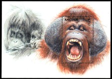 ANGOLA 1135 - Borneo Orangutan "Pongo pygmaeus" (pb95029)