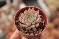 Echeveria 'Red hole' Echeveria Korea hybrid succulente piante grasse 