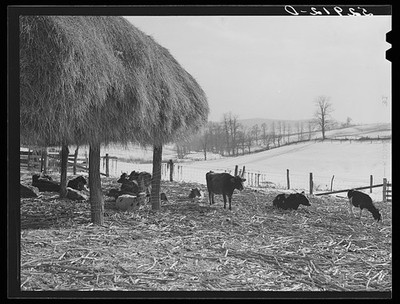 Photo:Frederick Maryland Farm Cows 1940s Winter Haystack