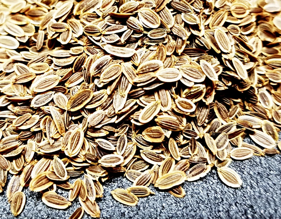 Dill Samen Mammut, größte Dill Sorte - Bild 2 von 2