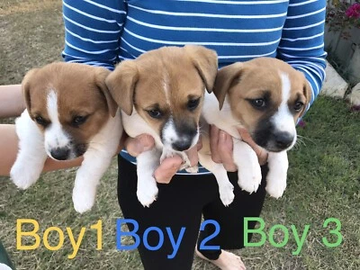 plummer terrier for sale gumtree