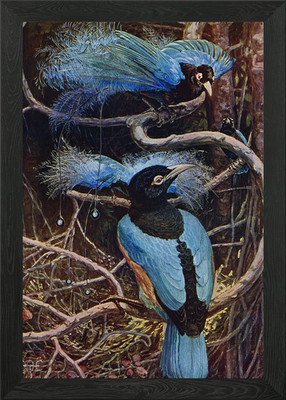 Blaue Paradiesvögel gerahmtes Wandbild Poster Leinwanddruck Bild
