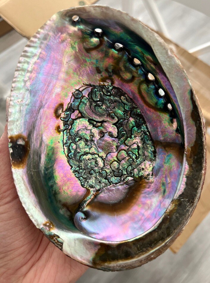 Large New Zealand Abalone Paua Shell Rainbow Iridescent Seashell