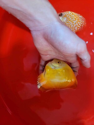 x2 Yellow Melon Discus 3  Fish Aquarium Overnight Shipping