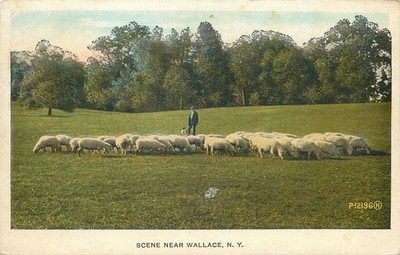 1928 Sheep Herder Scene Near Wallace, New York Vintage Postcard