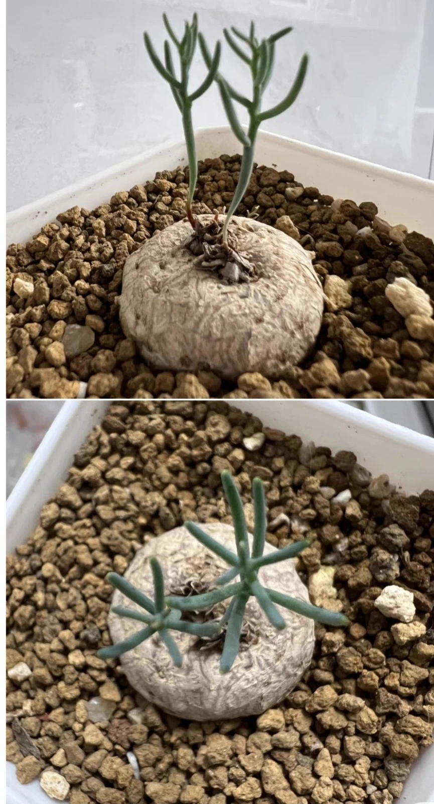 Eriospermum aphyllum bulb 1cm rare succulent plant
Opens in a new window or tab