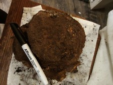  B73. Manzanita Burl Root Wood