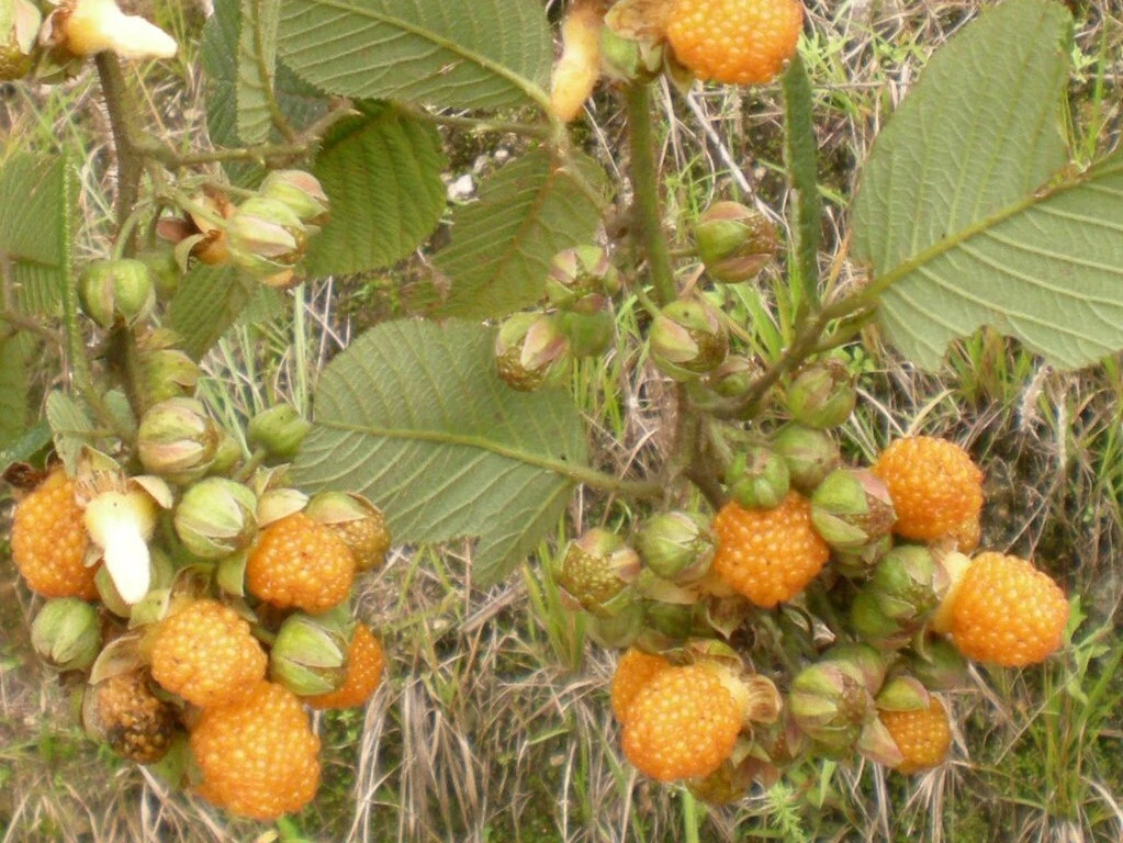 Rubus Ellipticus