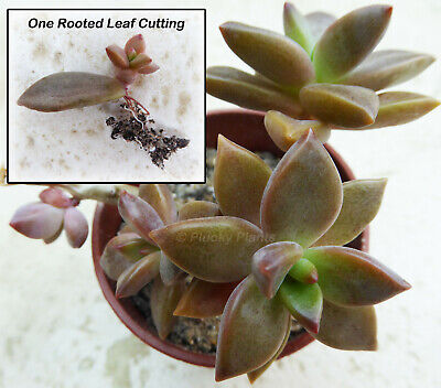 Graptosedum or Graptopetalum Rooted Leaf Baby