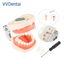Dental Typodont Practice Model 28Pcs/32pcs Removable Teeth Model Soft Gum