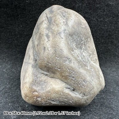 Jura Dinosaurier Gastrolith Magenstein Fossil - Morrison Formation,