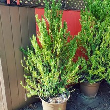 Boxwoods, 15-Bushes, Porch Grown for 20 Years...
