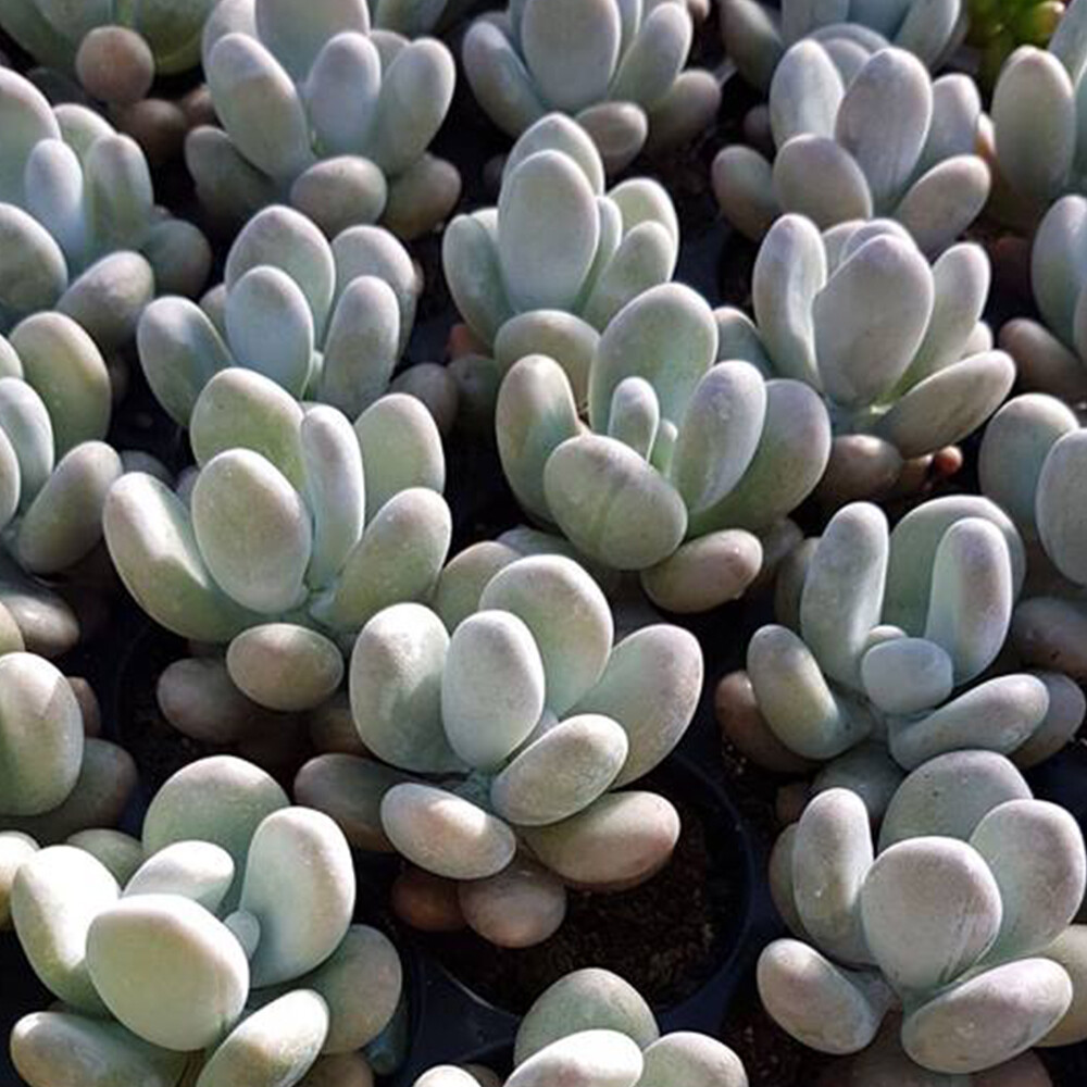 PACHYPHYTUM OVIFERUM Moonstone 1 planta PIEDRA DE LUNA
