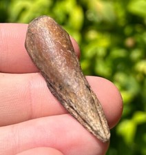 BIG Madagascar Fossil Turtle Claw Rare Cretaceous Age Maevarano Formation