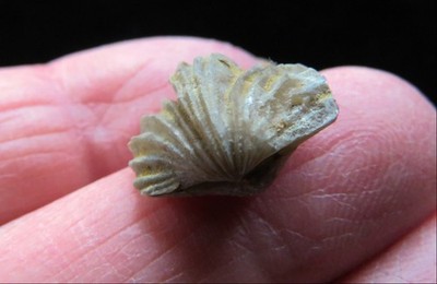 Brachiopod- 5/8''- Platystrophia clarksvillensis- Ordovician-Cincinnati, Ohio