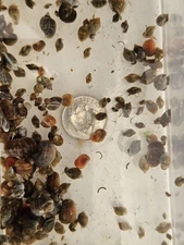 200+ LIVE Pea Puffer Food Live Snails Bladder Ramshorn Clean Up Invertebrates