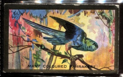 Tabakkarte, Kavander, ausländische Vögel, 1926, viele farbige Sittiche, #8