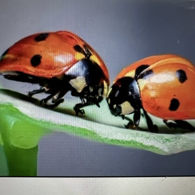 #ad #ad 500 Ladybugs for Organic Gardening and Organic Farming $19.99