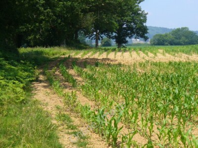 Photo 6x4 Maize near High Billinghurst Dunsfold Green Maize shoots growin c2010