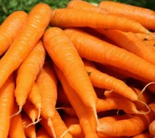 TENDERSWEET CARROT SEEDS 1000+ SPRING vegetable GARDEN Non-gmo FREE SHIPPING