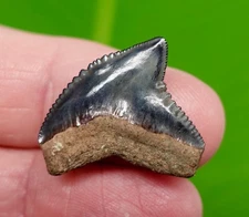G. Mayumbensis Tiger Shark Tooth - Venice, Florida - REAL FOSSIL