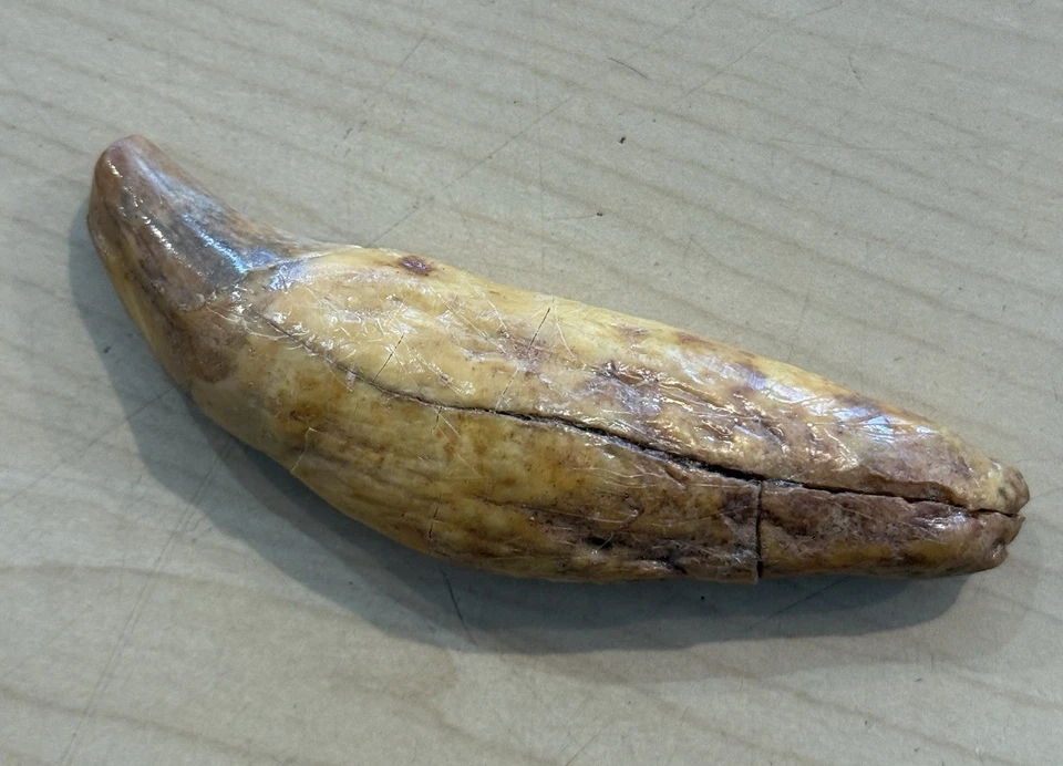 Cave bear tooth fossil, Ursus Spelaeus, Europe, Rare and getting much rarer - Image 2 of 4