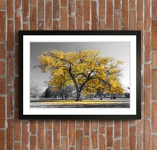 Large Tree Yellow Leaves Black White FRAMED WALL ART POSTER PICTURE PRINT 4 SIZE