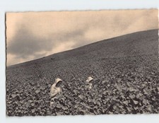 Postal Pommery Vineyard
