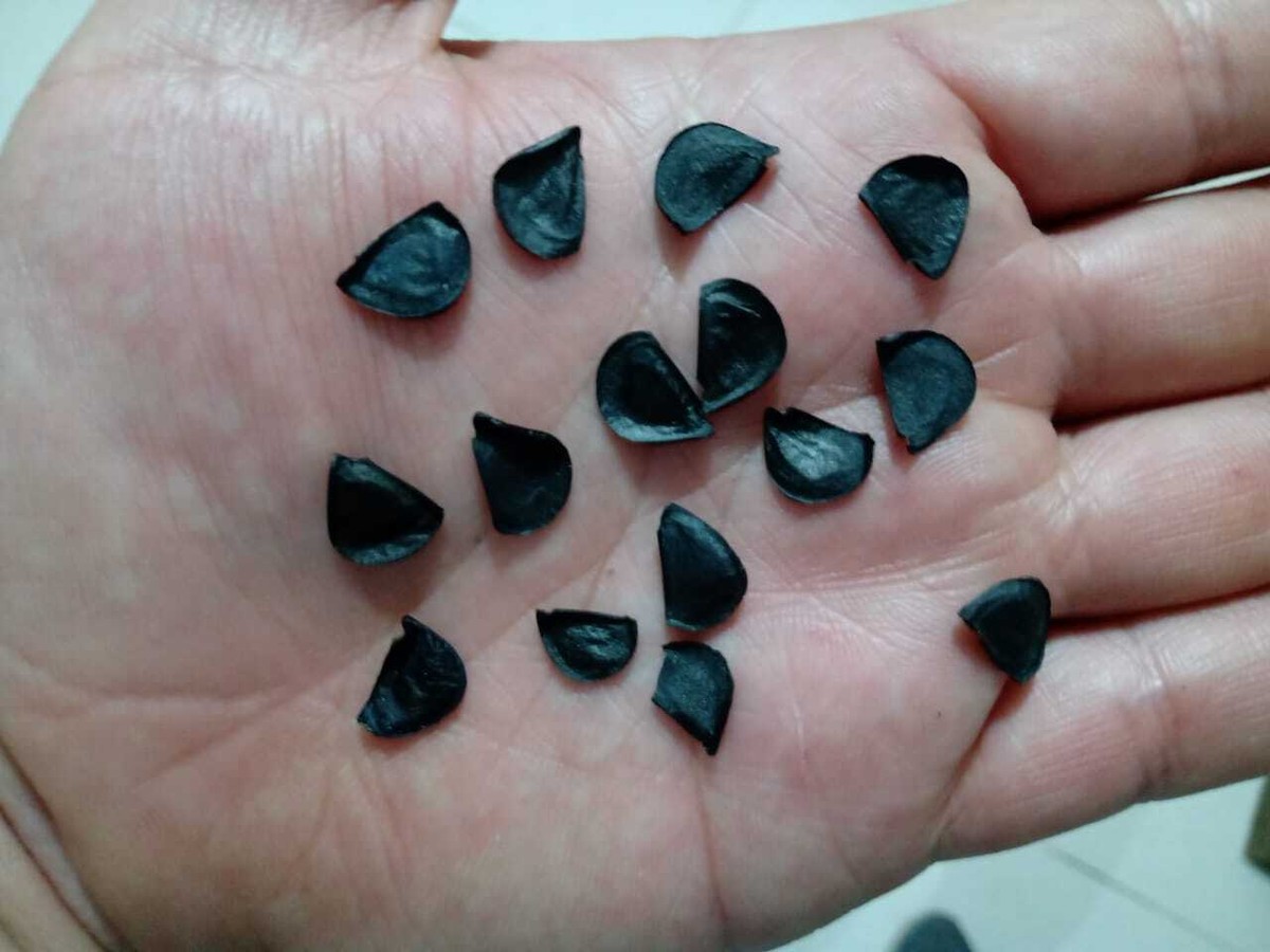 Seeds Agave Coyote Lyobaa Wild Oaxaca Mexico | eBay