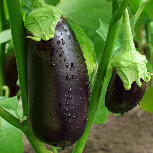 AUBERGINE BLACK BEAUTY - 600 SEEDS - EGG PLANT - VEGETABLE SEEDS - Large fruits - 第 1/8 張圖片