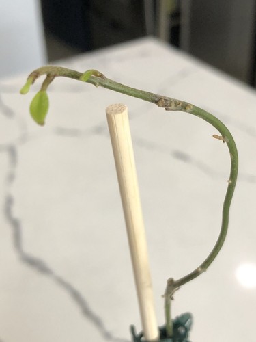HOYA CARNOSA WILBUR GRAVES (ROOTED PLANT) - Picture 7 of 8
