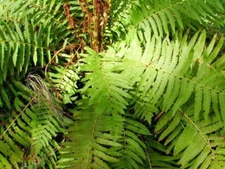 CINNAMON FERN SPORES - Osmundastrum cinnamomeum Tree Landscape