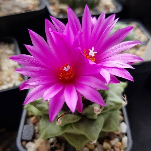 3.5CM Succulent Cactus Plant Turbinicarpus Alonsoi Cactaceae Home Garden Plant - Picture 9 of 12