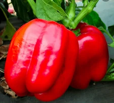 1 oz Big Red Bell Pepper Seeds Heirloom - Non-GMO -(Approx 4000 Seeds)