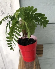 Tamarind Tree, sweet variety, Me Ngọt,Thai Sweet Tamarind 6”-12” plant 