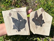 Macginitiea wyomingensis Sycamore Leaf Fossil in Matrix XL Green River Fm Utah