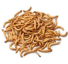 25  Live Adult Mealworm Organically Grown Feeders For Lizards Pets Birds