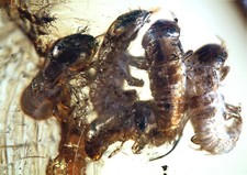 Baltic Amber Inclusion 9050 Extremely Rare Larva x 5 Meloidae Triungulin ?