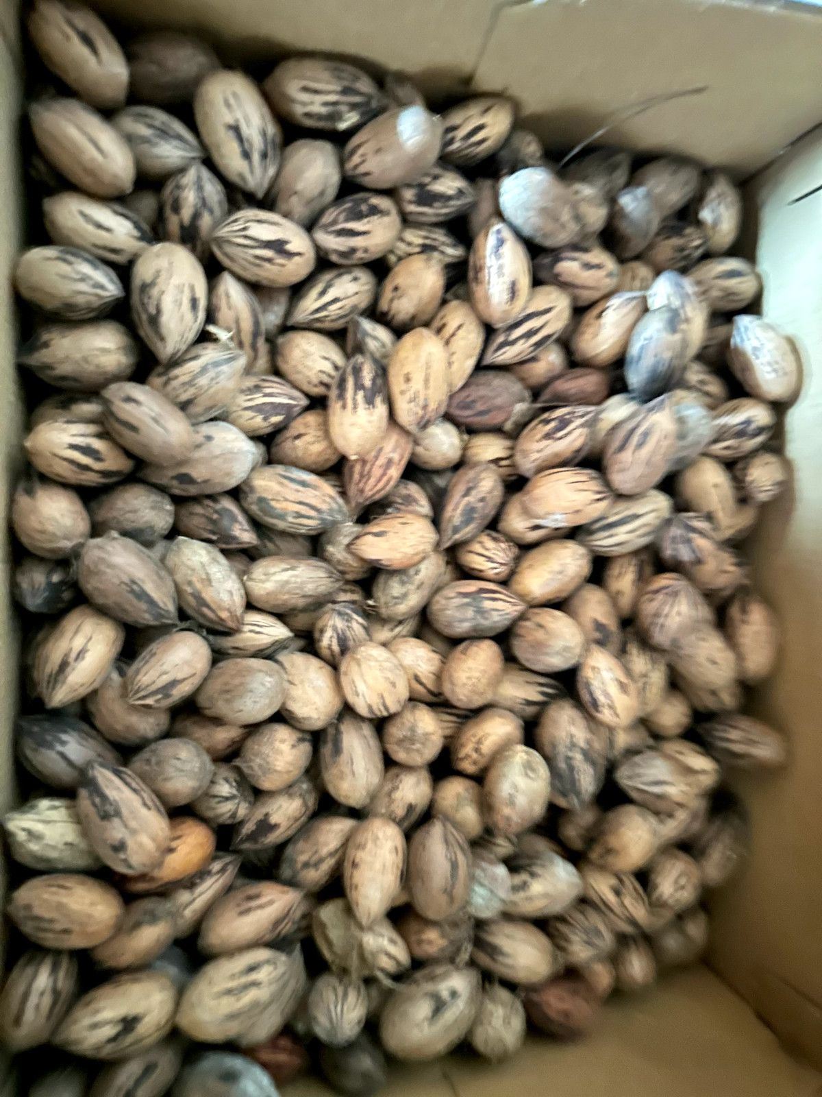 Stewart Pecans - Shell-On, Squirrel Treats! Proceeds Feed Rescued Dogs!