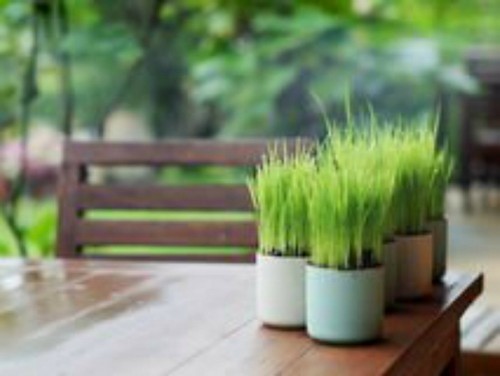 Thailändischer Reis ORYZA SATIVA 100 Erbstück Jasmin oder klebrige klebrige Samen, einfach anzubauen - Bild 2 von 11