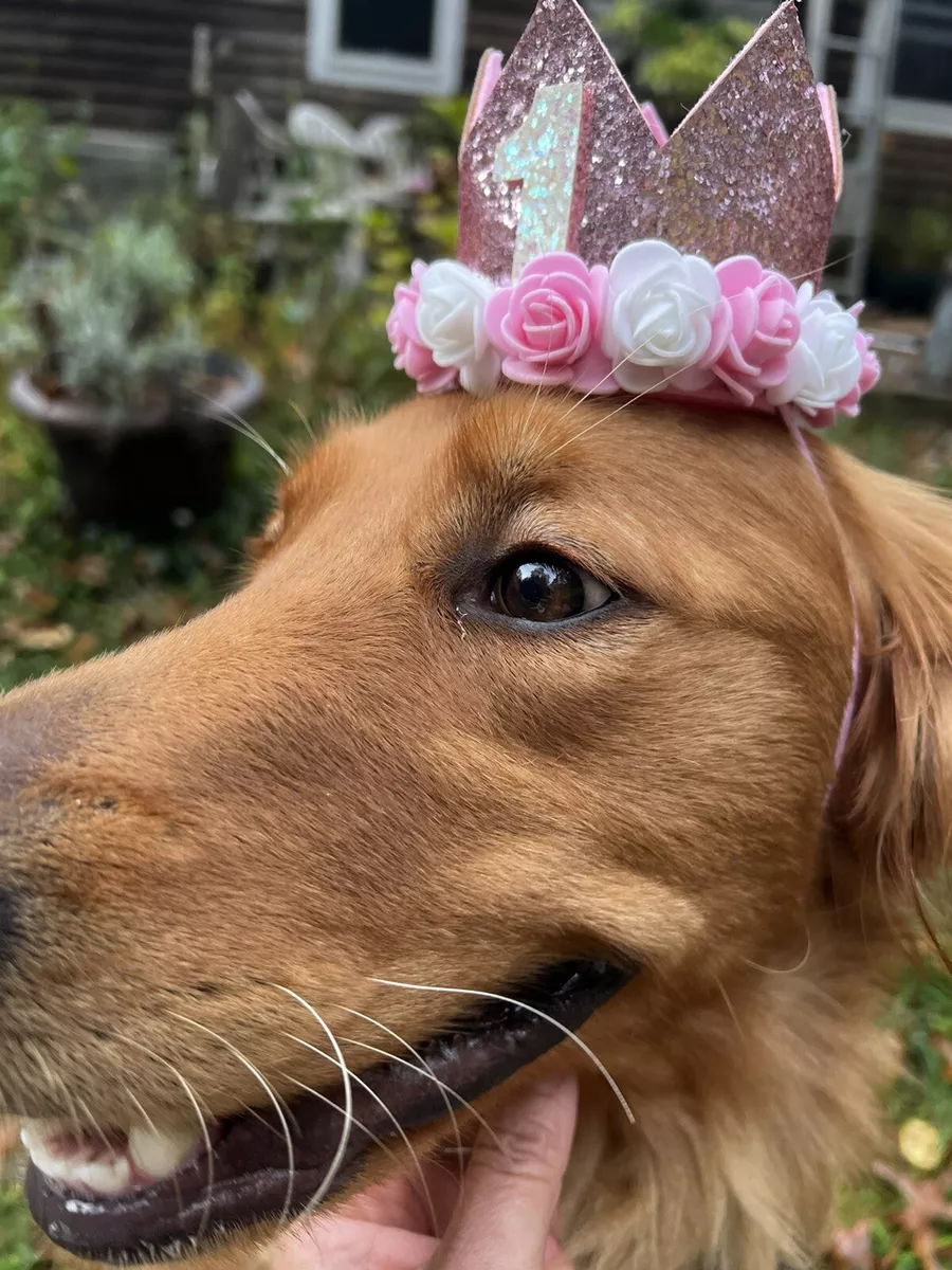Dog birthday cheap crown