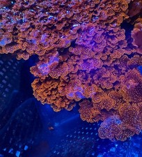Augophyllum wysorii Atomic Broccoli Macro Algae Live Macro for Reef Refugi