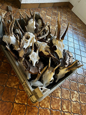 Reh-Trophäen Konvolut: Rehschädel mit Geweih auf Holzplatte