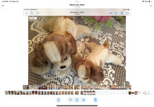 STEIFF MOHAIR FLOPPY COCKIE COCKER SPANIELS 1959-67 GREAT CONDITION 7 11