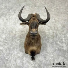 #30374 P | African Black Wildebeest Taxidermy Shoulder Mount For Sale